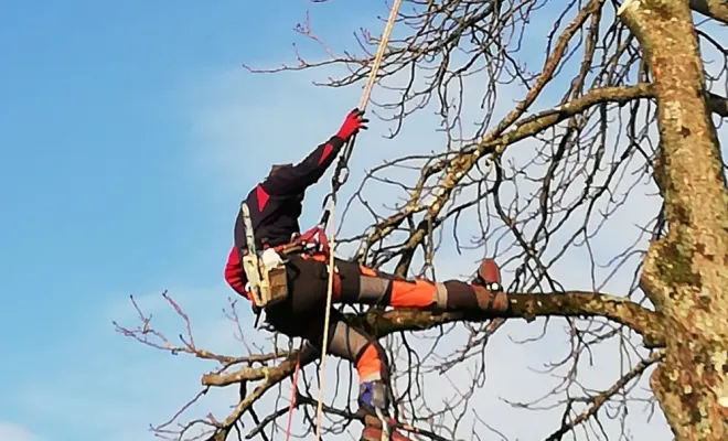 Abattage arbre dangereux, Saint-Symphorien-sur-Coise, Jeoffrey Pachal