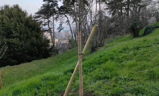 PACHAL JEOFFREY propose la plantation d'arbre Lyon