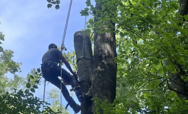 Démontage abattage d'un érable dangereux sur Oullins Jeoffrey Pachal EURl