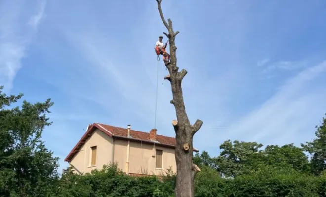 Abattage d'un érable PACHAL JEOFFREY sur Francheville