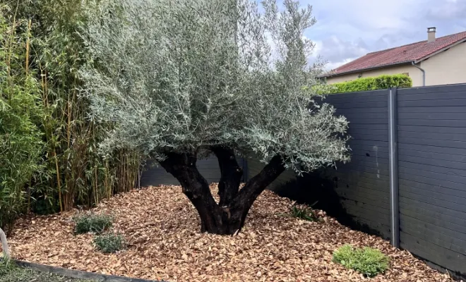 Plantation d'un olivier à Brindas EURL Pachal Jeoffrey paysagiste