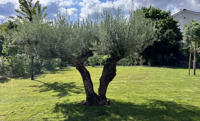 Plantation d'un olivier à Chaponost EURL PCHAL Jeoffrey paysagiste