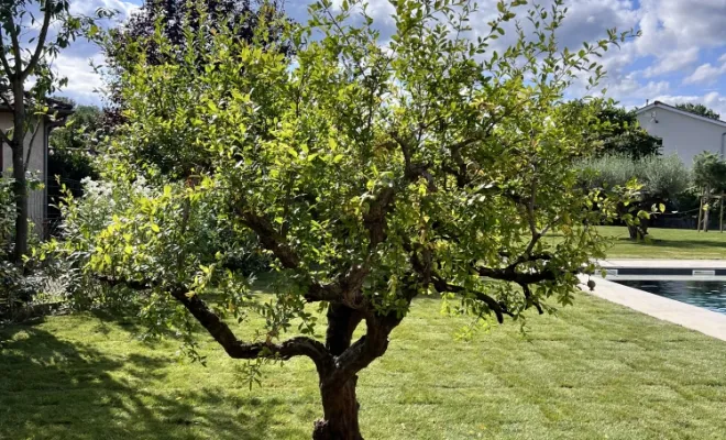 Plantation d'un grenadier à Brignais EURL Pachal Jeoffrey paysagiste 